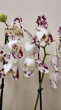 Орхидея Марракеш Marrakesh пелор, цветёт