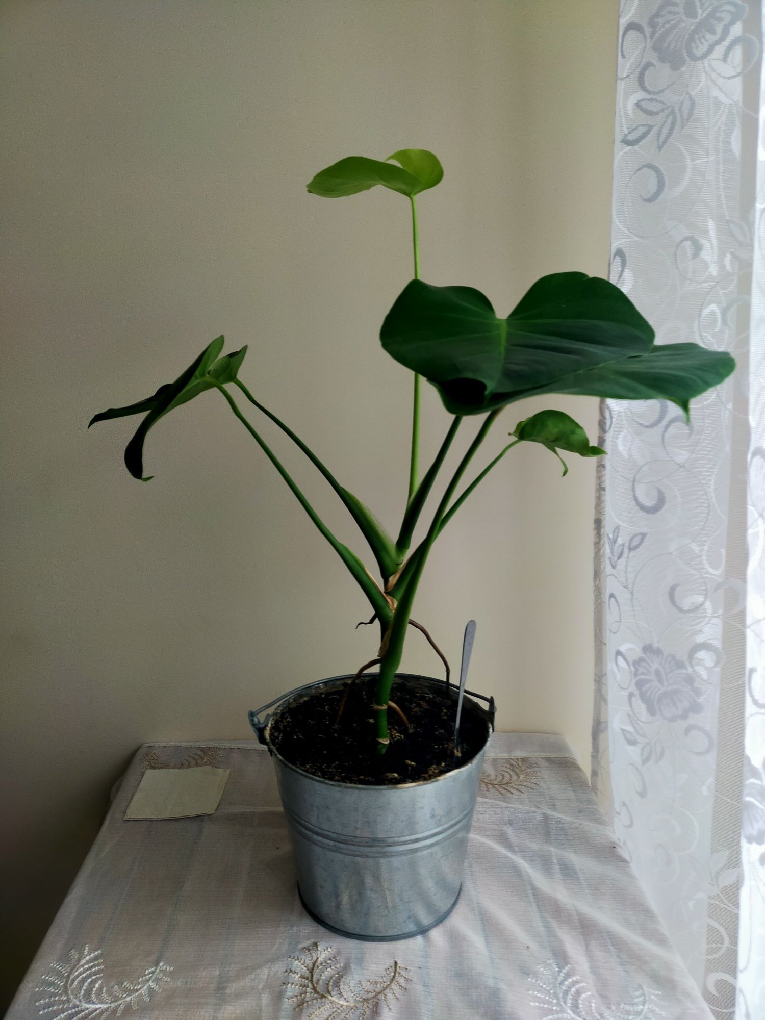 Monstera około 60cm