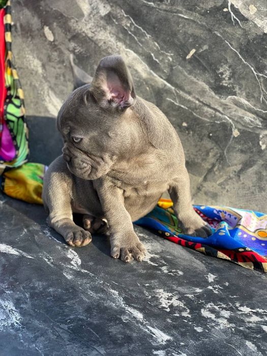 Ідеальні хлопчики MINI рідкісні LILAC та BLUE