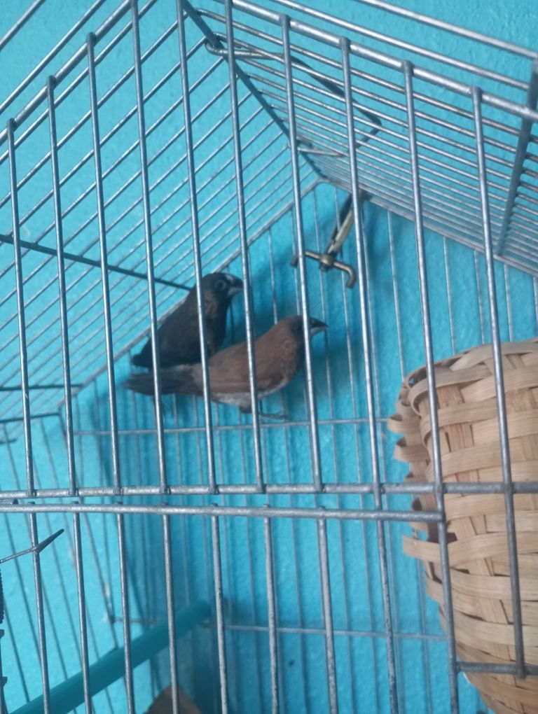 Casal de bengalins