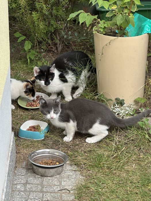 Kociaki szukają domu