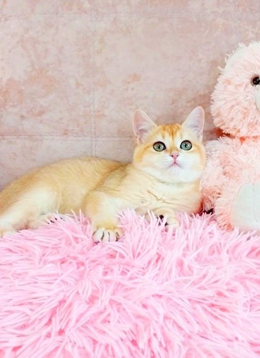 Шотландська красунечка дівчинка шиншилка