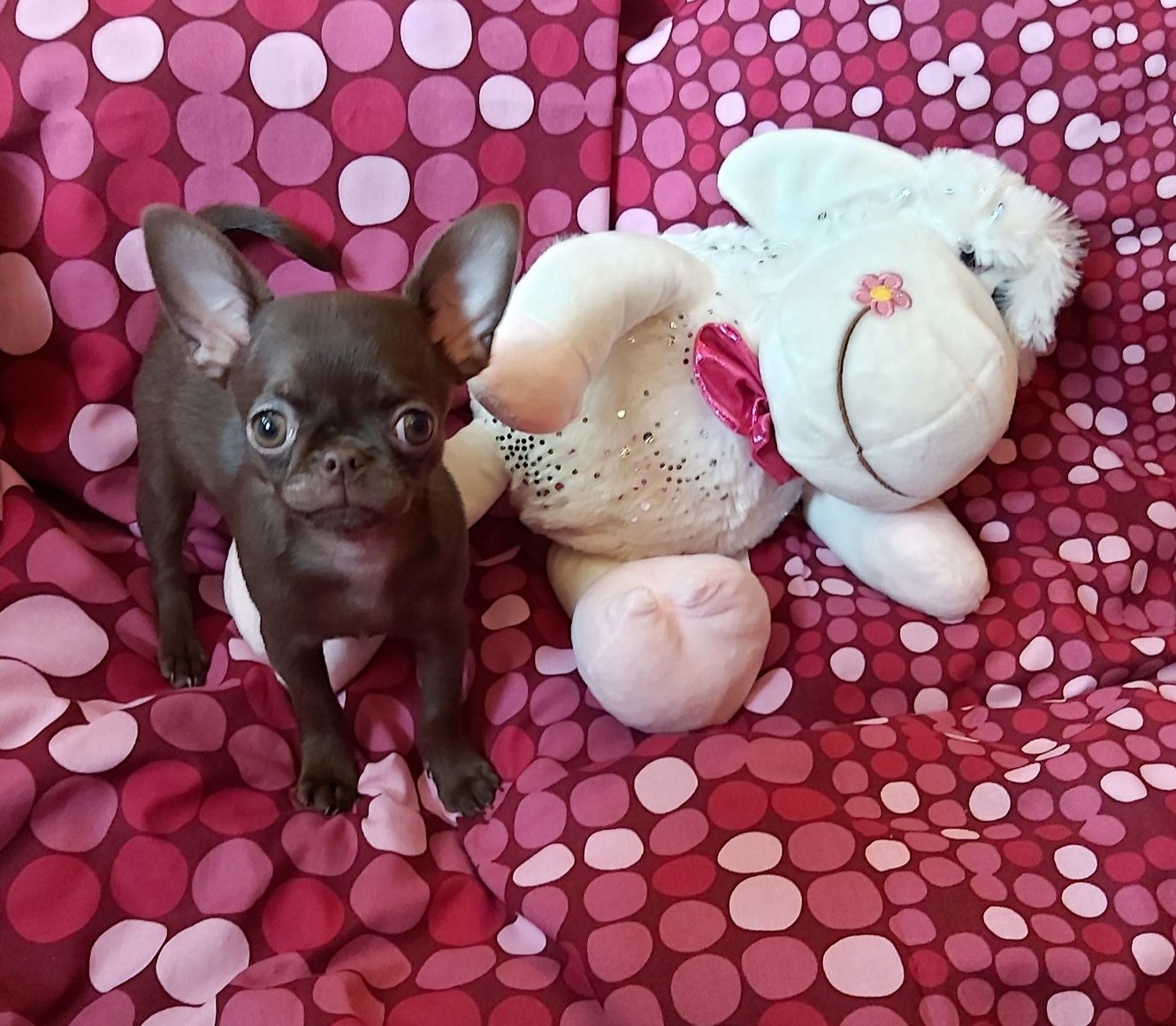 Dla konesera rasy Chihuahua CUDNA wyjątkowa czekoladowa suczka***FURIA
