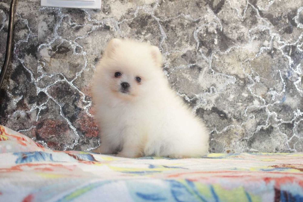 Цуценята Шпіца високої якості.