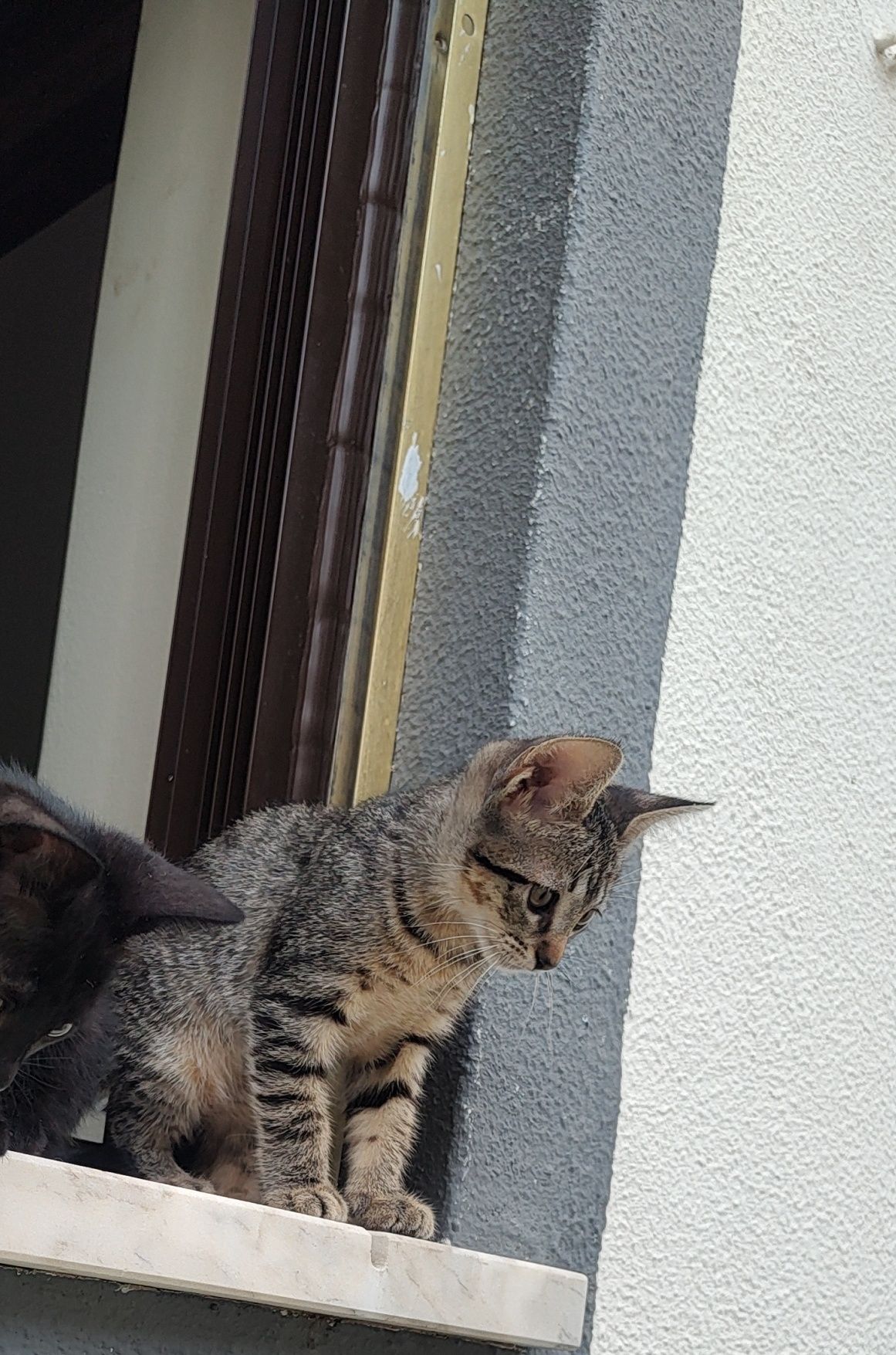 Dá-se gatinha tigrada - 2 meses