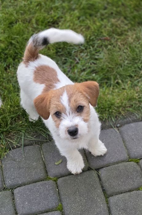 Jack Russell Terrier szorstkowłosy FCI ZKwP