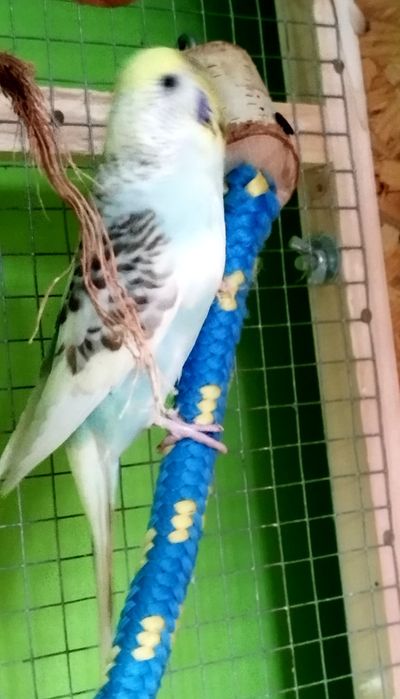 Zamiana paużki falistej