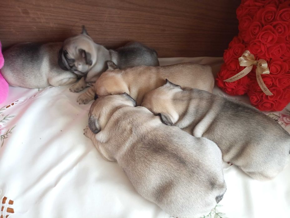 Французькі бульдожки