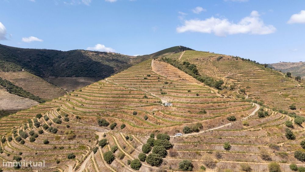 São João da Pesqueira - Vinha para a produção de vinho à venda na Regi