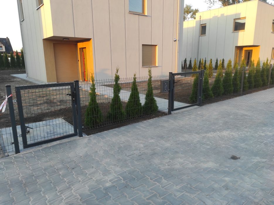 Tuje Szmaragd  140-160 cm LIKWIDACJA SZKÓŁKI