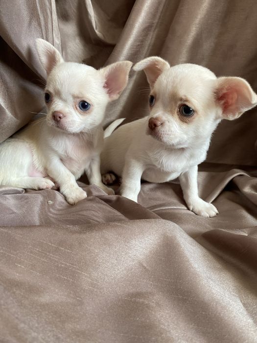 Чихуахуа щенки  , чишки
