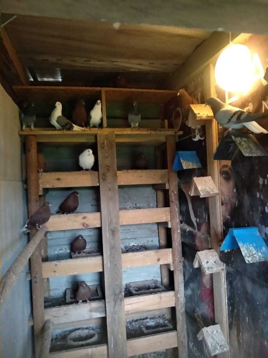 Gołębie Szariki ozdobne