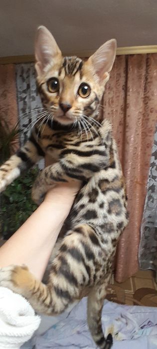 Продається кошеня бенгала