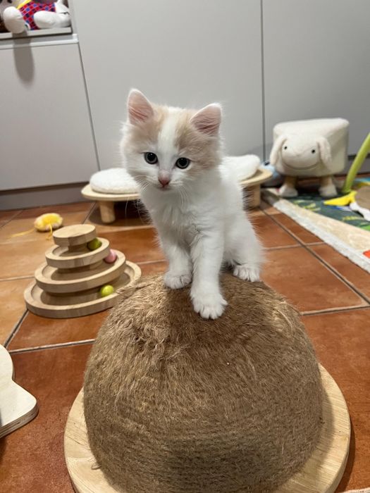 ZOE Kotka Rasy Munchkin Dlugołapa Carska Maskotka*PL