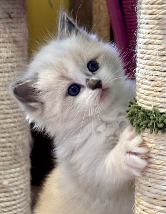 Kocurek Ragdoll - Chrupcio