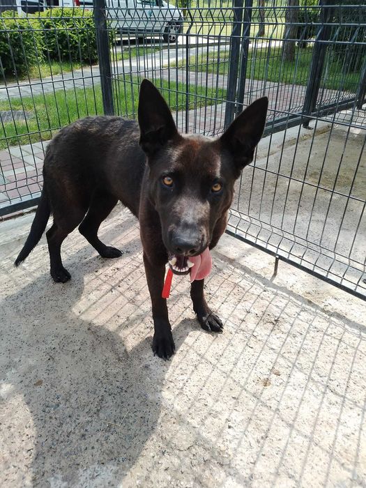 Te psiaki czekają na domy tymczasowe - pomóż!