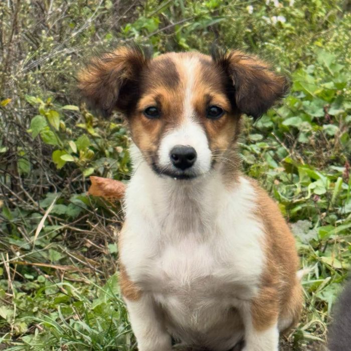 собаки які виростуть маленькі в добрі руки