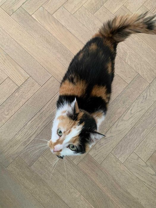 Petsitter Warszawa, opieka nad psem i kotem, domowy hotel dla psa