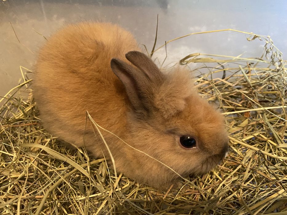 Декоративные львиноголовые кролики