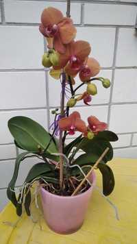 Орхідея Фаленопсис