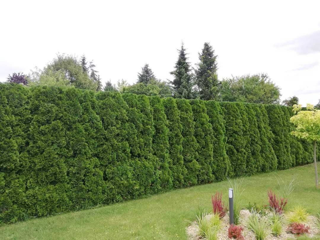 Przycinanie i formowanie krzewów