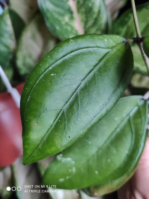 Hoya hoja sp Gomas