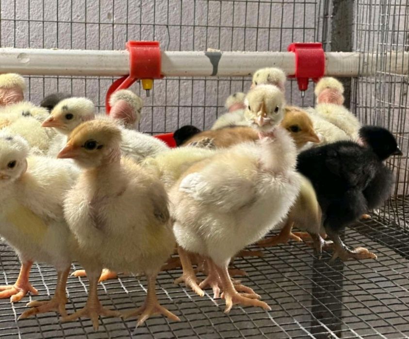 Кури,циплята, Бройлер,качки,гуси