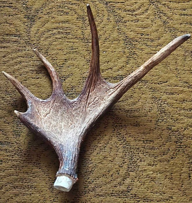 Рог  лося вес 3 кг