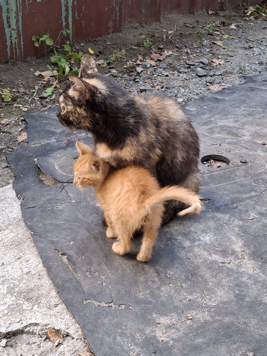 Кошенята,2,5 місяці, хлопчик , дівчинка