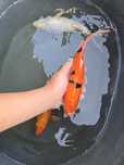 Carpa koi Japonesa 35cm