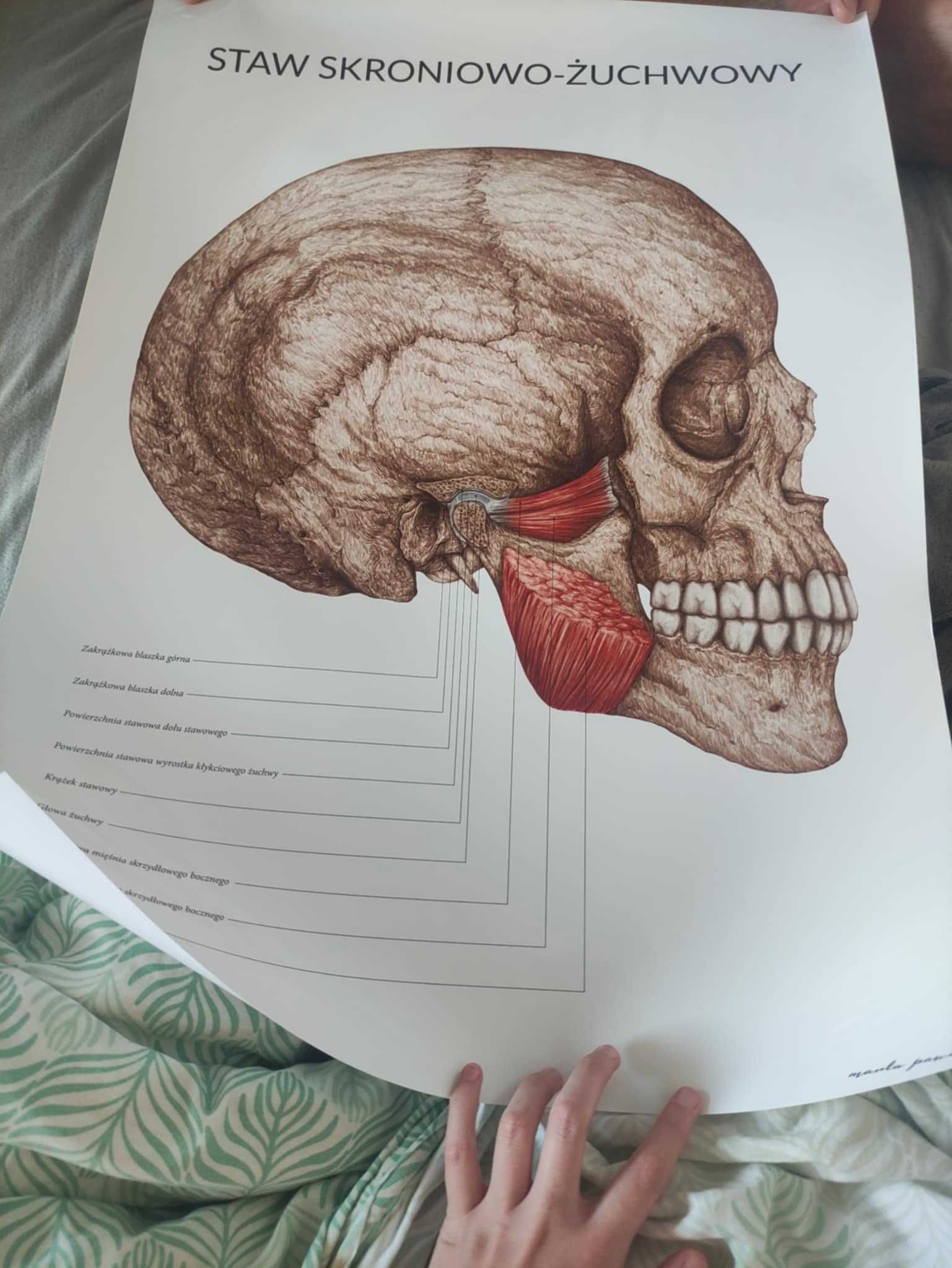Plakat anatomiczny staw skroniowo-żuchwowy nowy