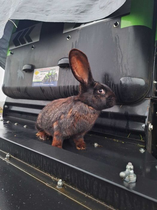 Królik olbrzym belgijski samica