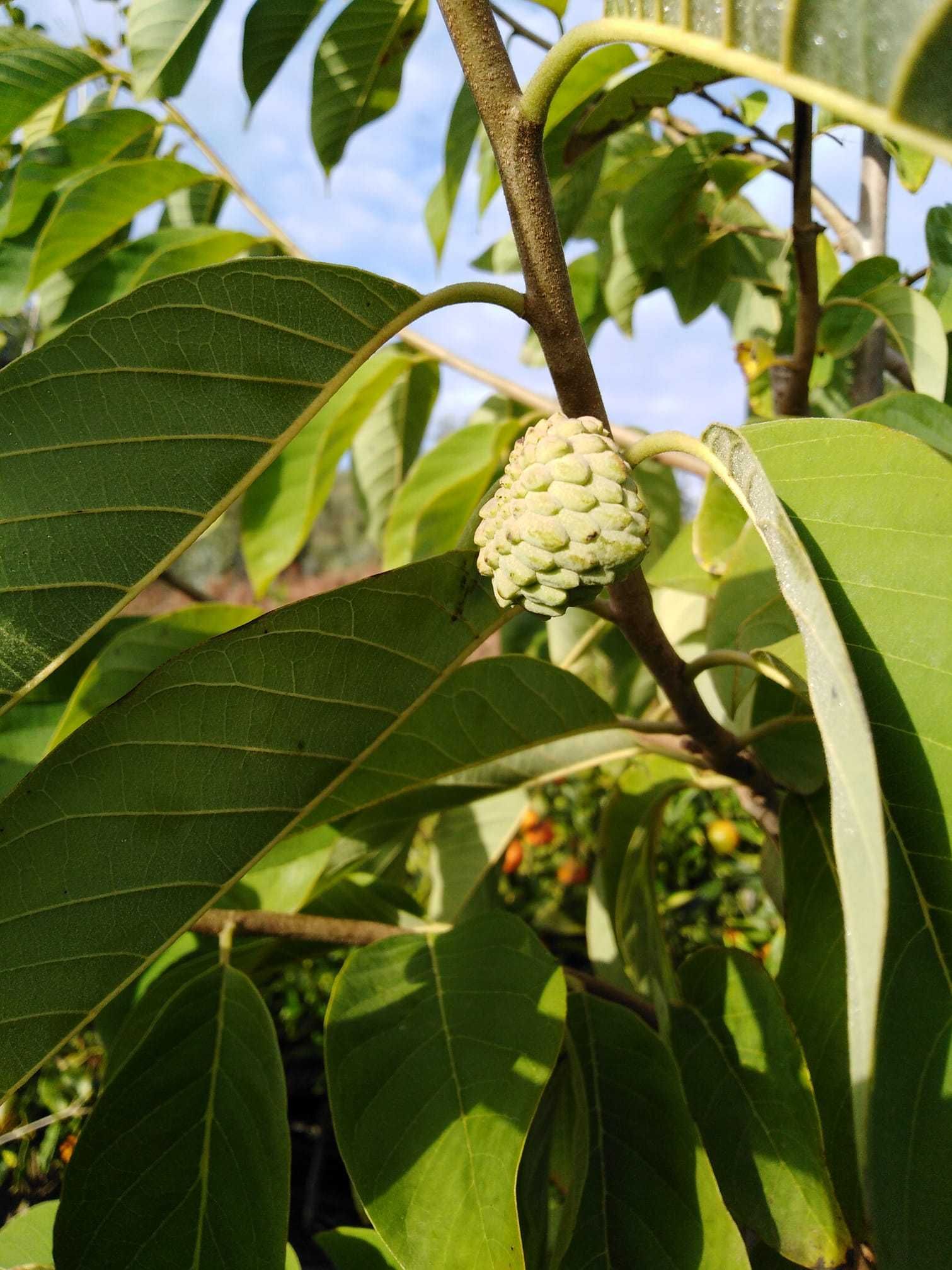 Anoneira (Annona cherimola) e Atemoia