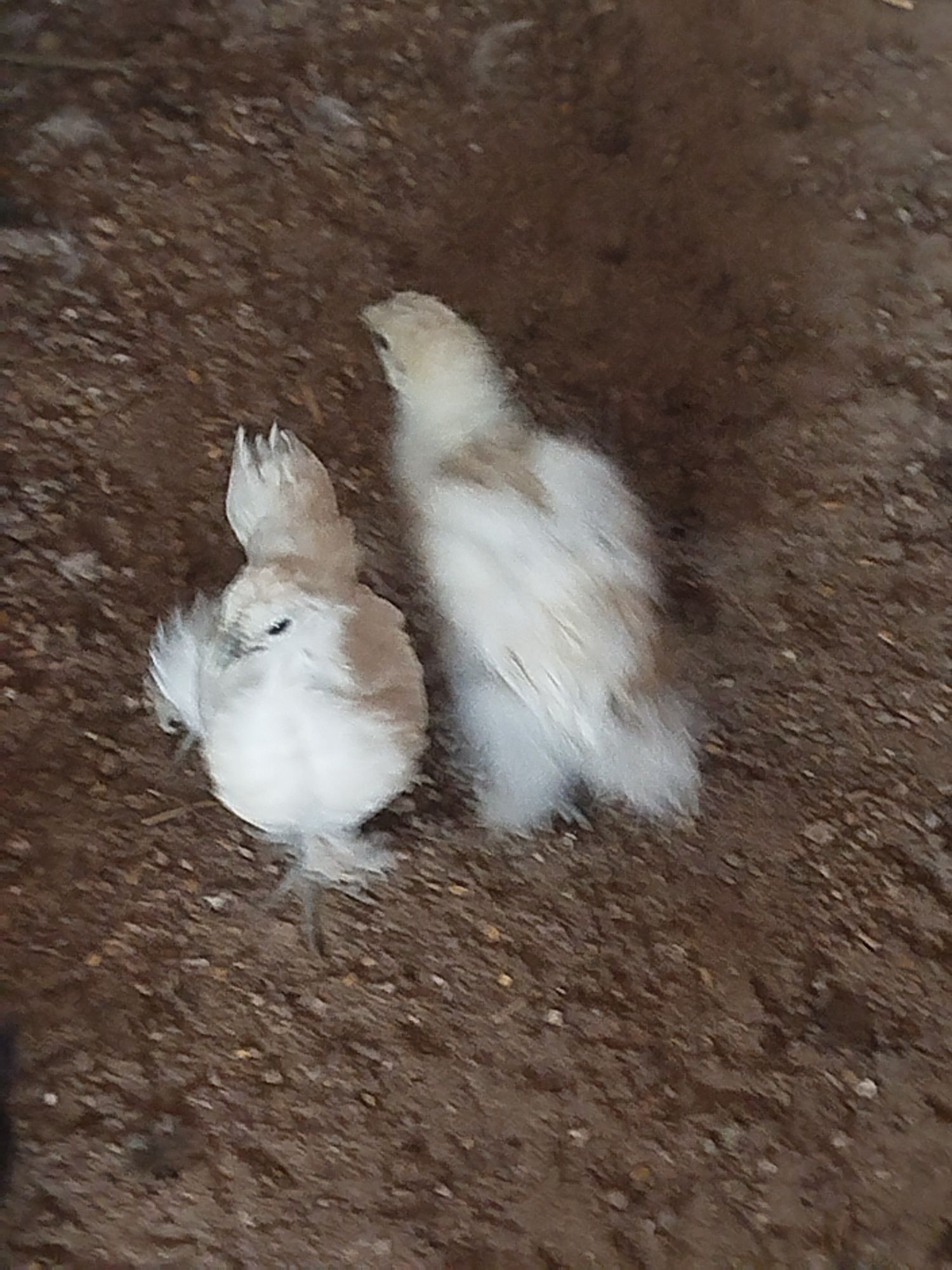 Vendo ou troco patos mudos, perus e garnisos