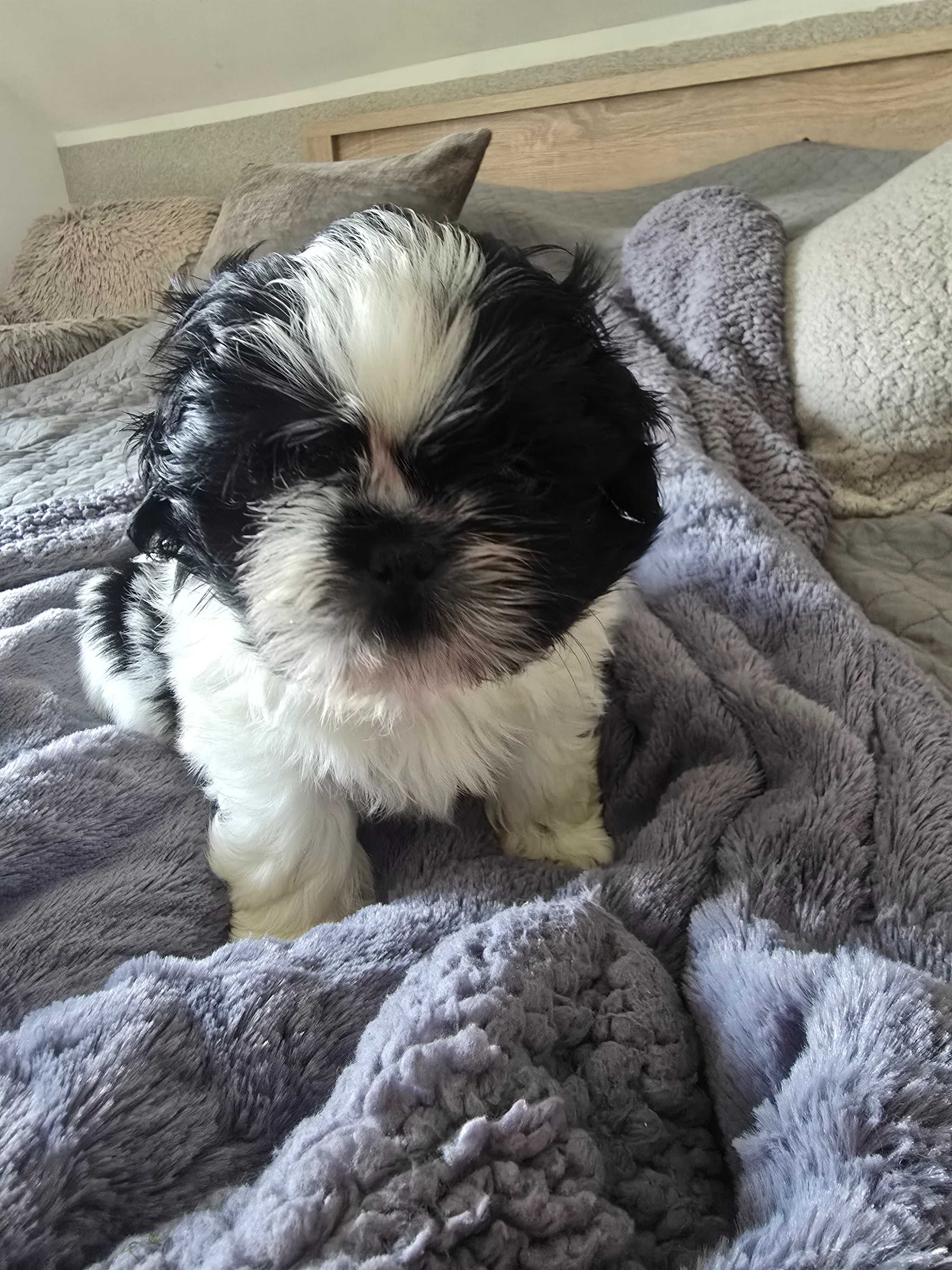 Szczenieta shih tzu