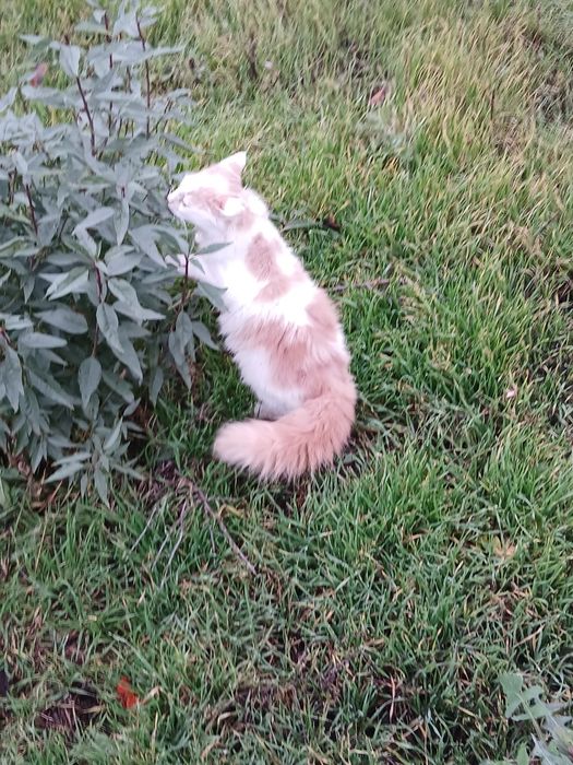 Шикарный котик отдам в хорошие руки