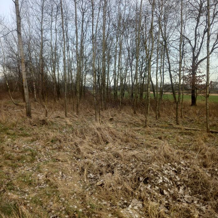 Ziemia 5 klasa krasnołeka na koloni