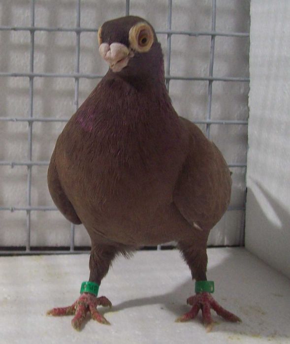 Brodawczak , brodawczaki