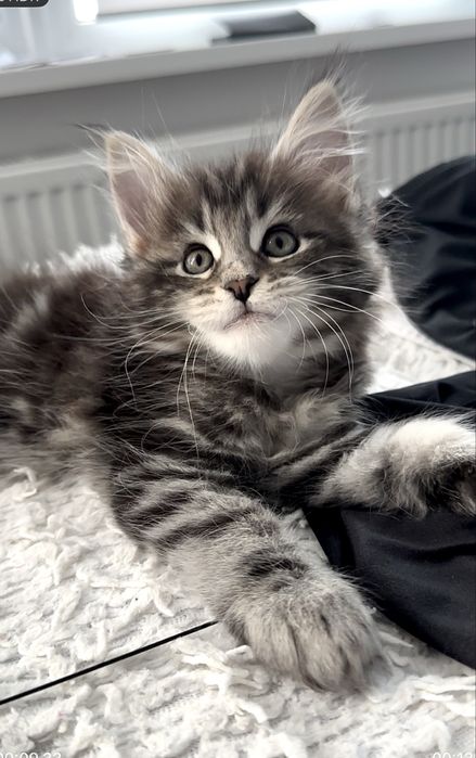 Котята Мейн кун из питомника