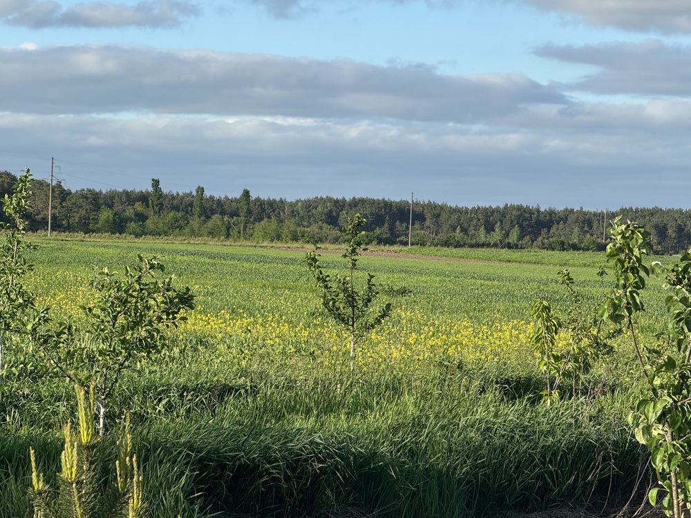 Продам земельну ділянку с. Забороль