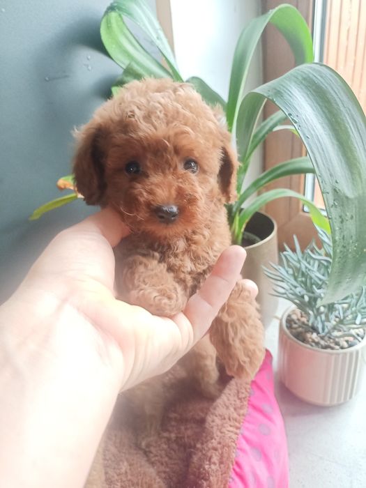 Pudelek Toy malutki mini śliczny