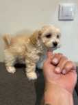 Maltipoo sunia gotowa do odbioru