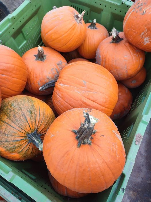 Dynia typu halloween