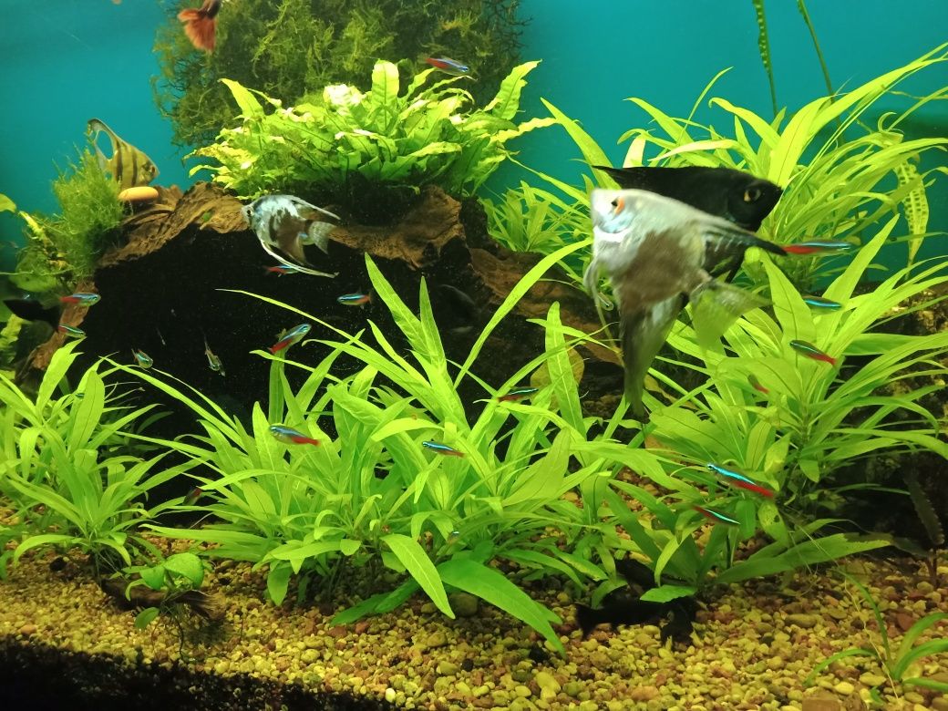 Hygrophilpie roślinka akwariowa