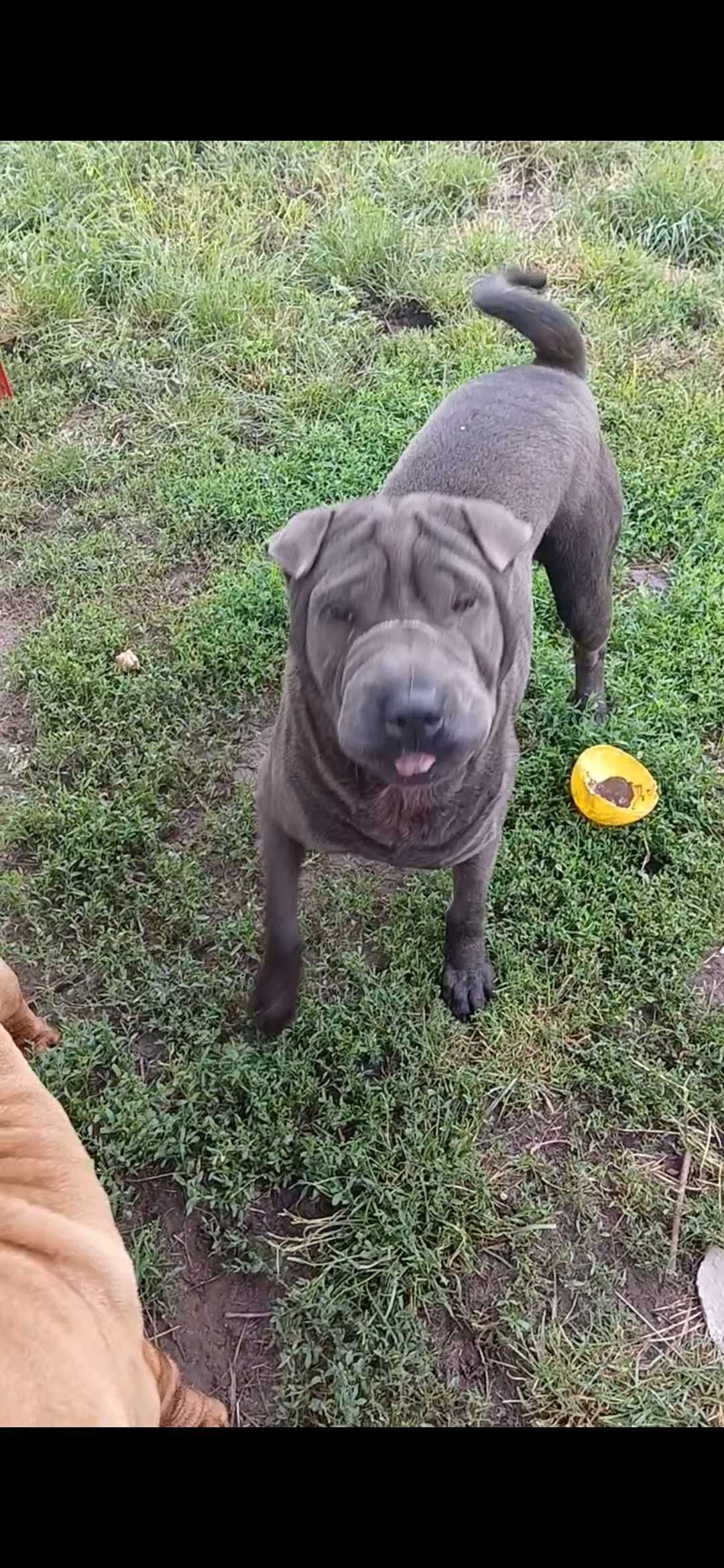 Oddam rasowego psa Shar Pei, rodowód FCI.