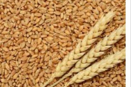 Продам пшеницю,зерно, ячмінь