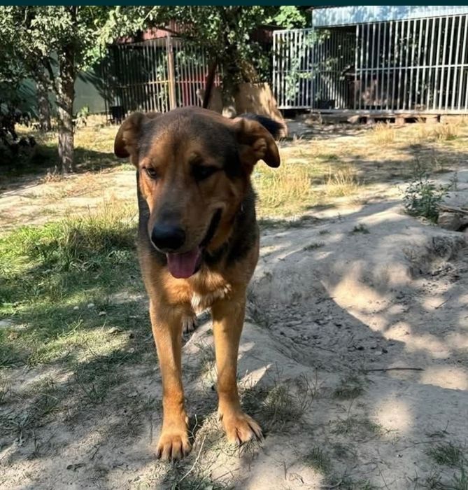 30 kg psiej miłości