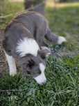 Border collie ZKWP FCI piesek niebieski