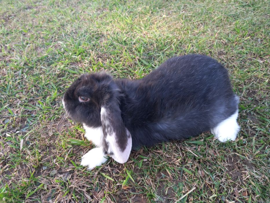 Кролики французького барана