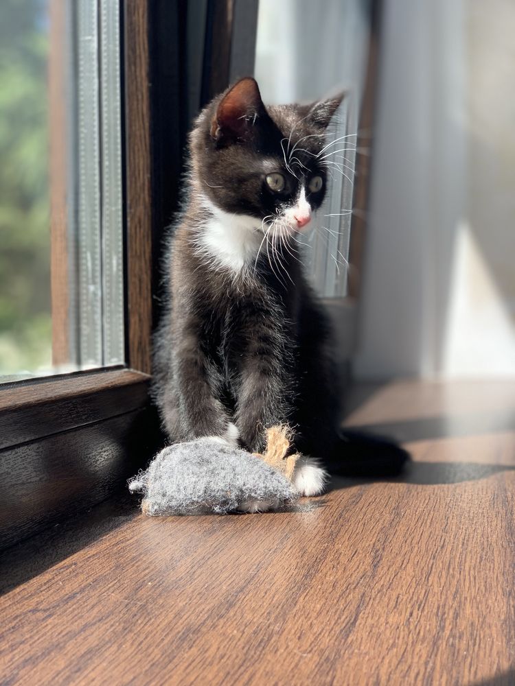 Марсель, маленький котик, кошеня, кошенята, котята, коти, кіт